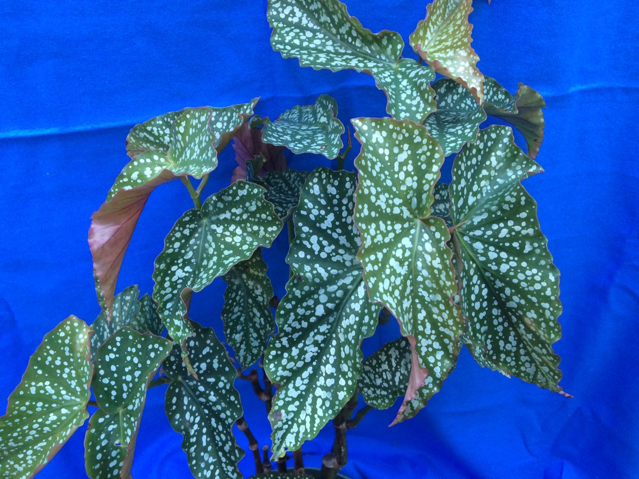 B. ‘Sylvan Triumph’